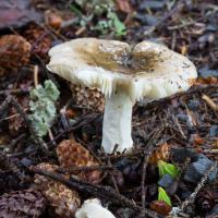 Brown-capped Russula