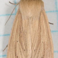 Lesser Wainscot (Mythimna oxygala)