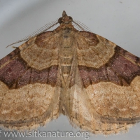 Moth (Xanthorhoe sp)