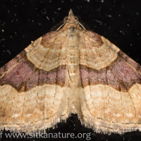 Moth (Xanthorhoe sp)