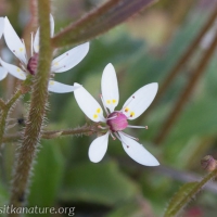 Saxifrage (Micranthes ferruginea) Flowers