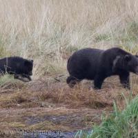 Sow and Cub at Starrigavan