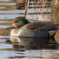 Male Green-winged Teal