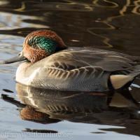 Male Green-winged Teal
