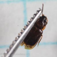 Beetle (Anthobium sp)