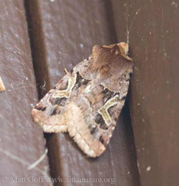 Enigmatic Dart Moth (<em>Cerastis enigmatica</em>)