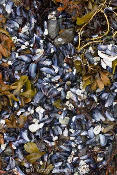 Mussel Shells
