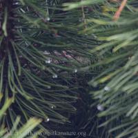 Pine Siskin on Nest
