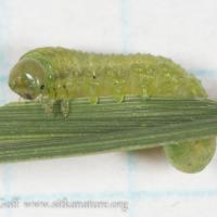 Sawfly (Tenthredinidae) Larva