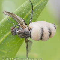 Fly Parasitized by Fungus