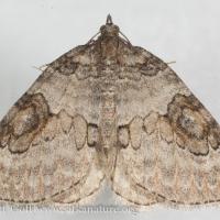 George's Carpet Moth (Plemyria georgii)