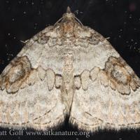 George's Carpet Moth (Plemyria georgii)