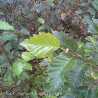 New leaves on Sitka Alder