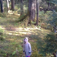 Rowan in Open Forest