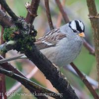 Adult White-crowned Sparrow