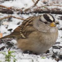 Banded White-crowned Sparrow