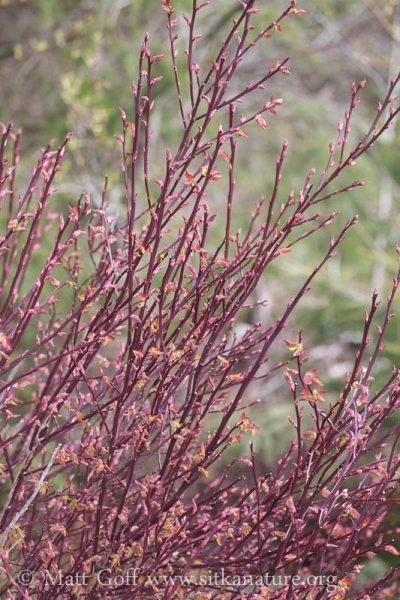 Red Huckleberry (Vaccinium parvifolium) Stems