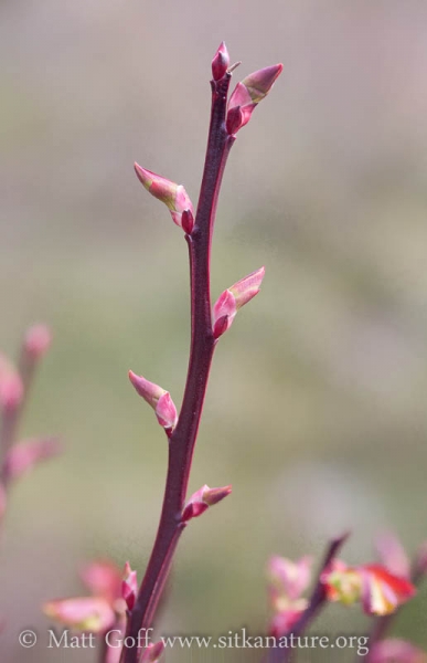 Red Huckleberry (Vaccinium parvifolium) Stems