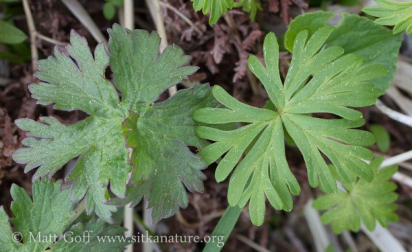 Comparing Leaves