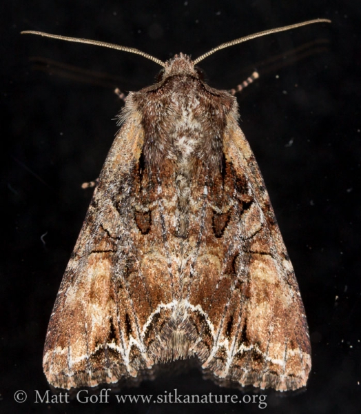 Nevada Arches Moth (Lacanobia nevadae)