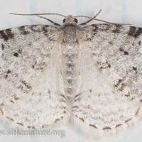 Carpet Moth (Venusia sp)