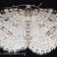Carpet Moth (Venusia sp)