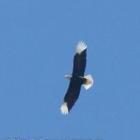Bald Eagle with White Primaries