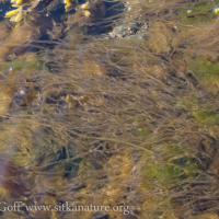 Stringy Seaweed