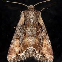 Nevada Arches Moth (Lacanobia nevadae)