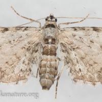 Eupithecia species