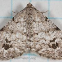 Pale-marked Angle Moth (Macaria signaria)