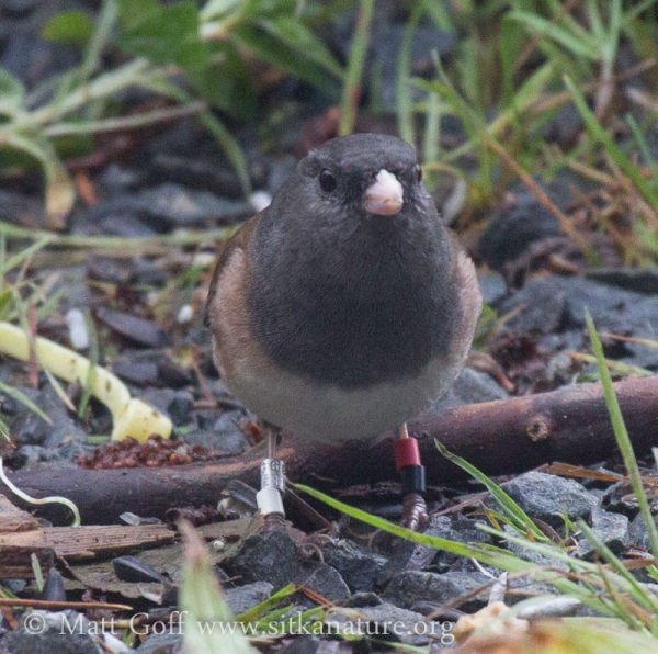 Banded Dark-eyed Junco