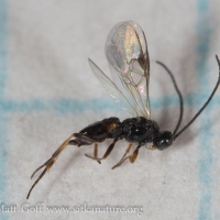 Small Wasp (Microgastrinae)