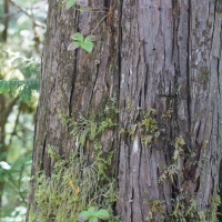 Ground Dogwood Growing from Yellow Cedar