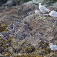 Shorebirds and Gulls