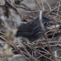 Banded Song Sparrow