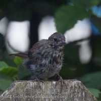 Young Song Sparrow