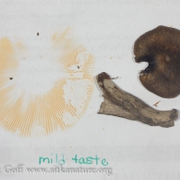 Spore Print of Russula