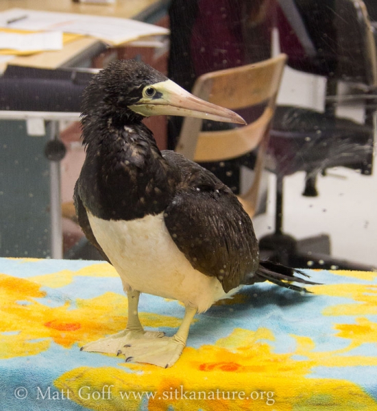 Brown Booby