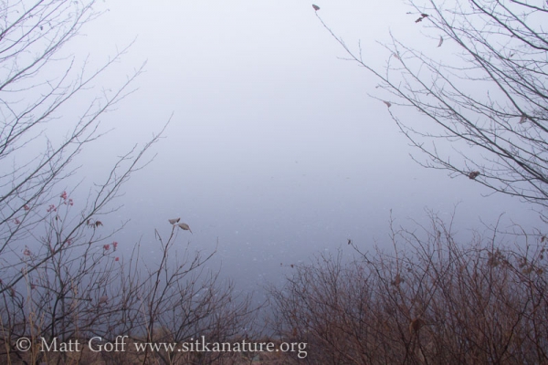 Swan Lake Fog