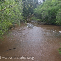 Starrigavan Creek