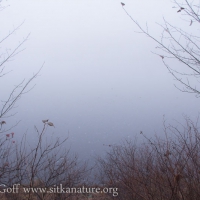 Swan Lake Fog