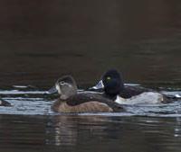 Ring-necked Ducks on Swan Lake