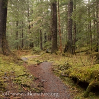 Old Growth Forest Trail