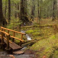 Bridge in Old Growth Forest