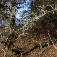 Epiphytic Lichens