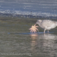 Young Gull with Small Sunstar