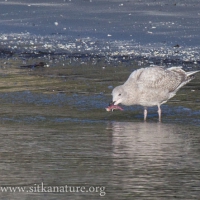 Young Gull with Small Sunstar