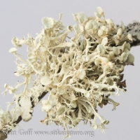 White Lichen