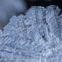 Large Frost Crystals